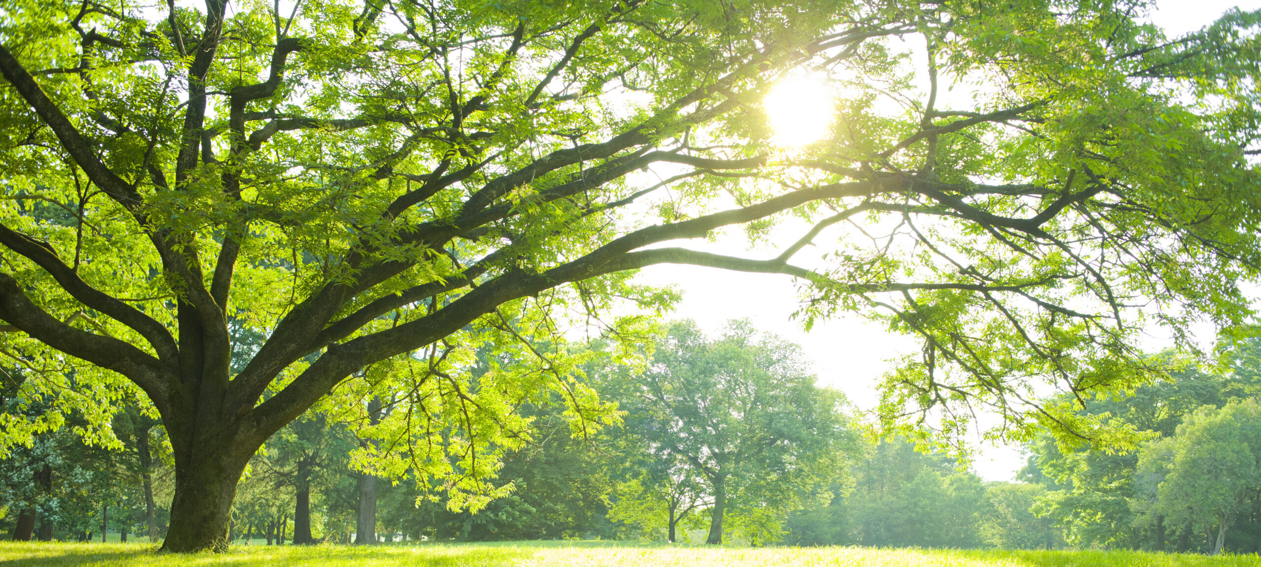 メインビジュアル1